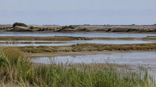 Pourquoi visiter la réserve naturelle de Lilleau des Niges ?